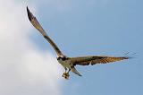 Osprey With Catch_50238